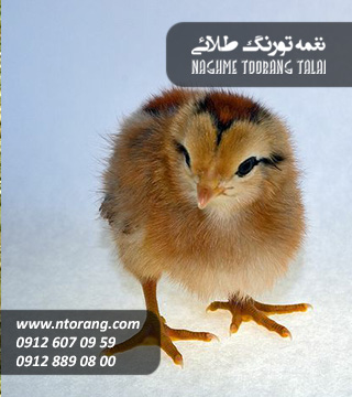 جوجه یکروزه دورگه